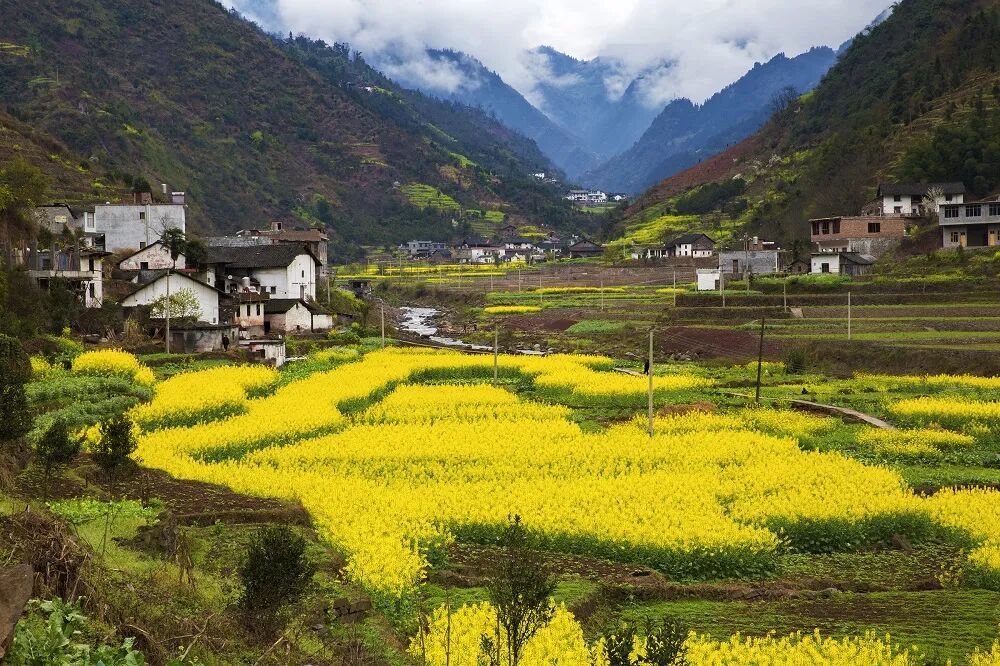 洛旺油菜花.jpg