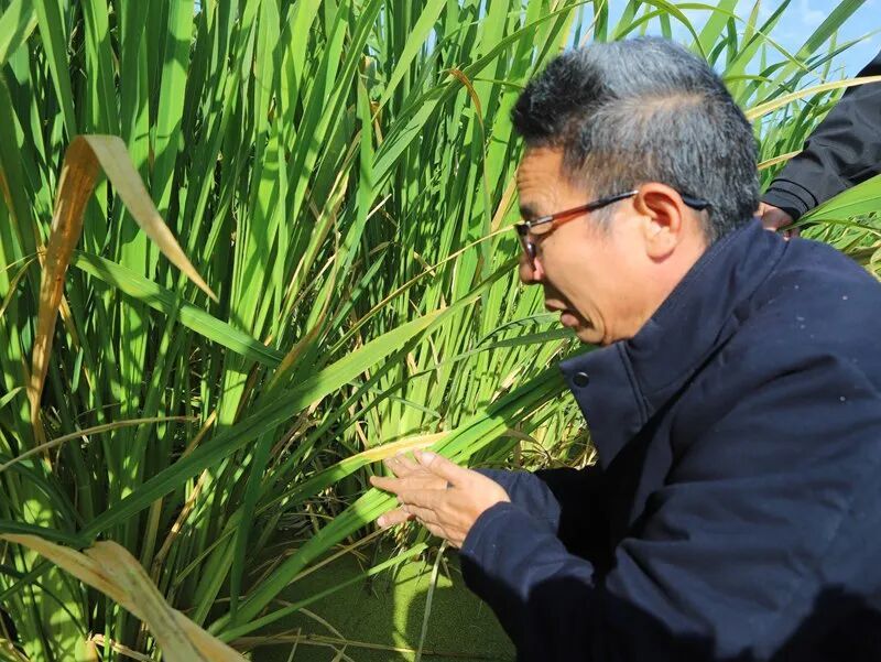 专家现场为茭白种植“把脉”。田宏 摄
