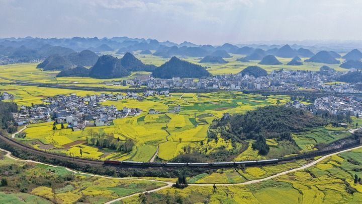 2026年2月26日,赏花旅游专列在云南省曲靖市罗平县油菜花海中行驶(无人机照片)。新华社发(杨紫轩摄)