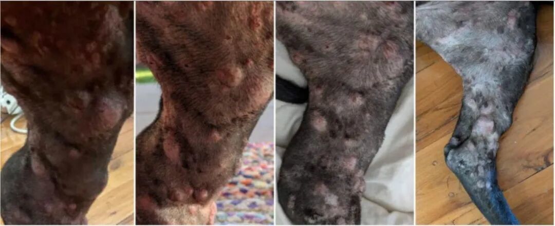 罗茜的肿瘤逐渐缩小，从左至右：1. 2025年11月，试验开始前。2. 2025年12月，mRNA注射后一周。3. 2026年1月，试验进行七周后。4. 2026年3月。来源：《澳大利亚人报》