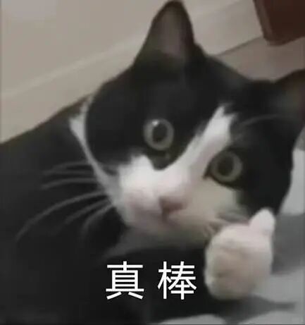 猫猫表情包！
