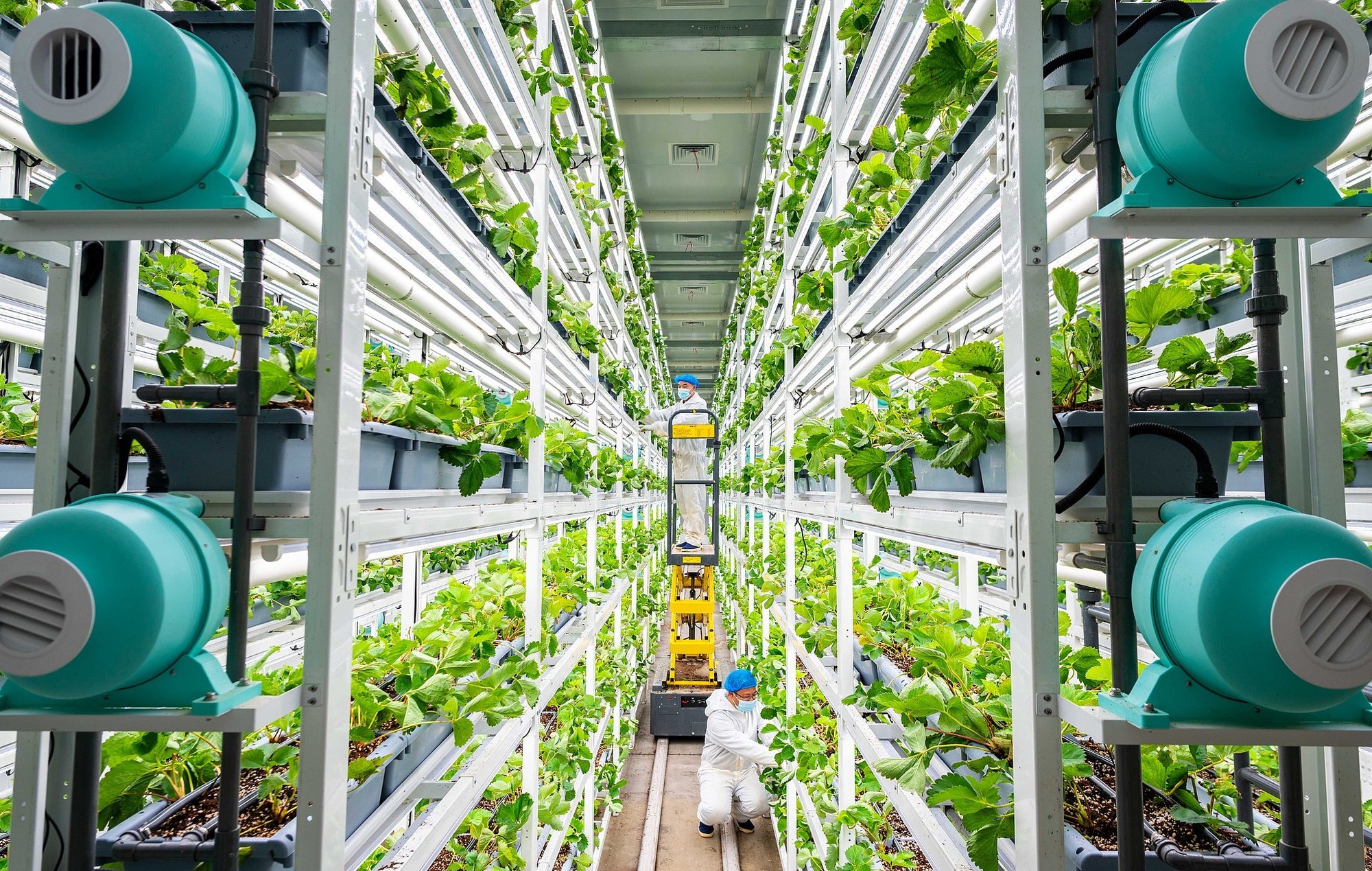 呼和浩特：高效“植物工厂”