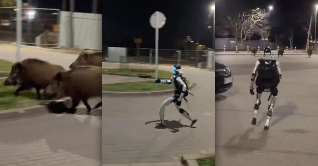 Video Shows Humanoid Robot Chasing a Pack of Wild Boars