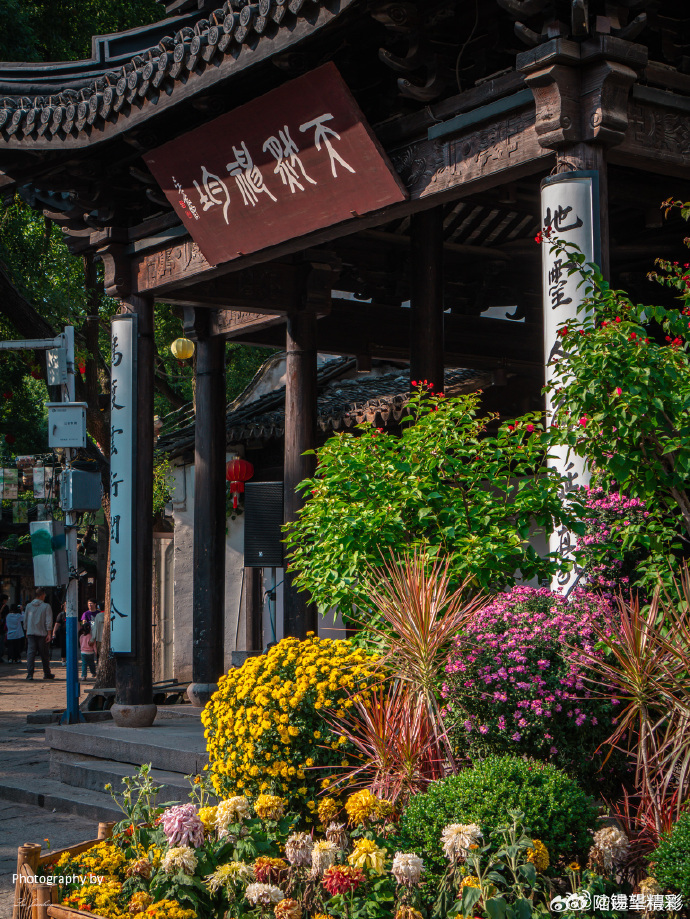 #锡城晚安# 秋意渐浓，无锡惠山古镇的菊花展真的太美了！#行摄无锡#
