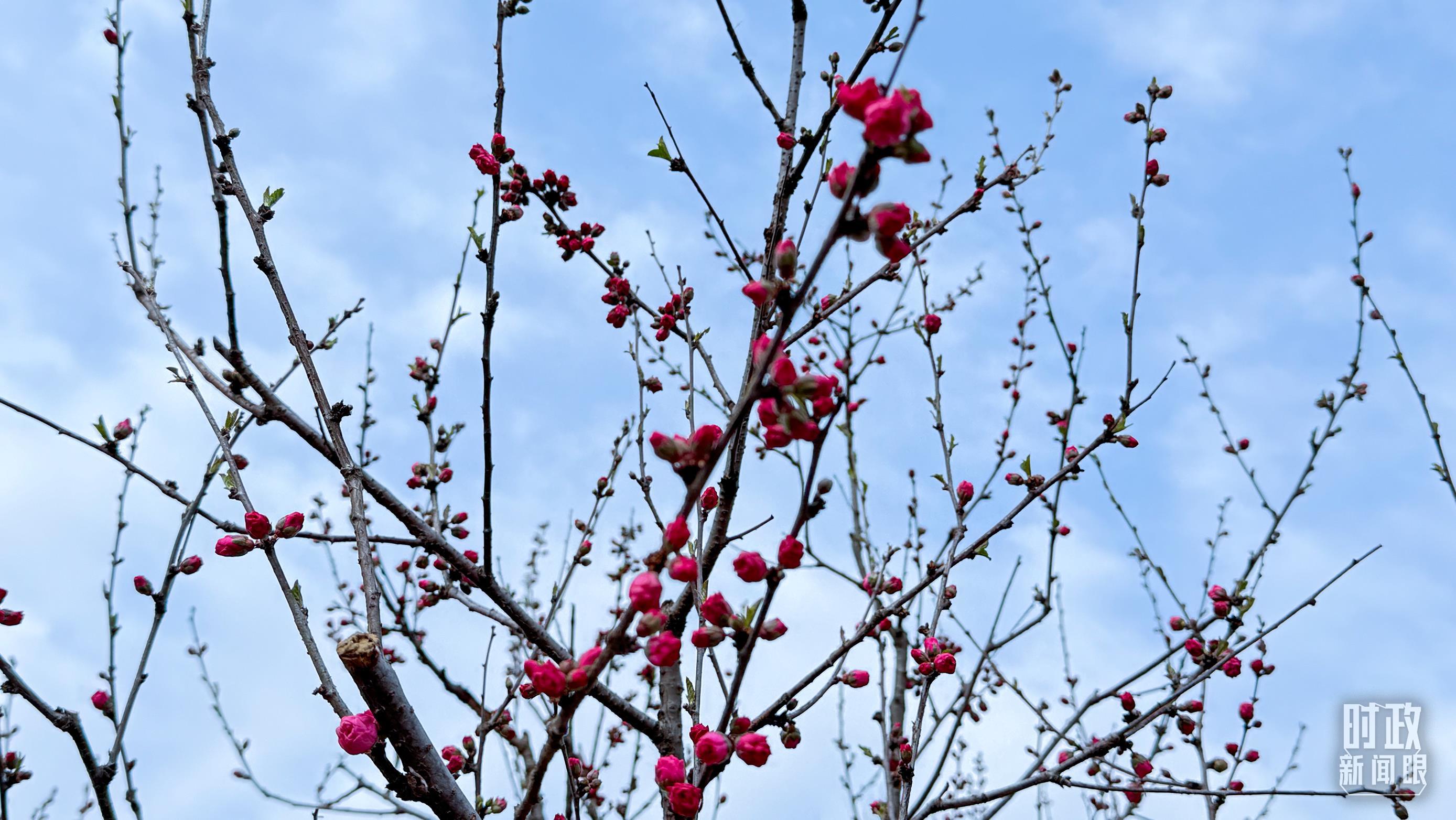 △昌平区百善镇植树点春意盎然。（总台央视记者李增仁拍摄）