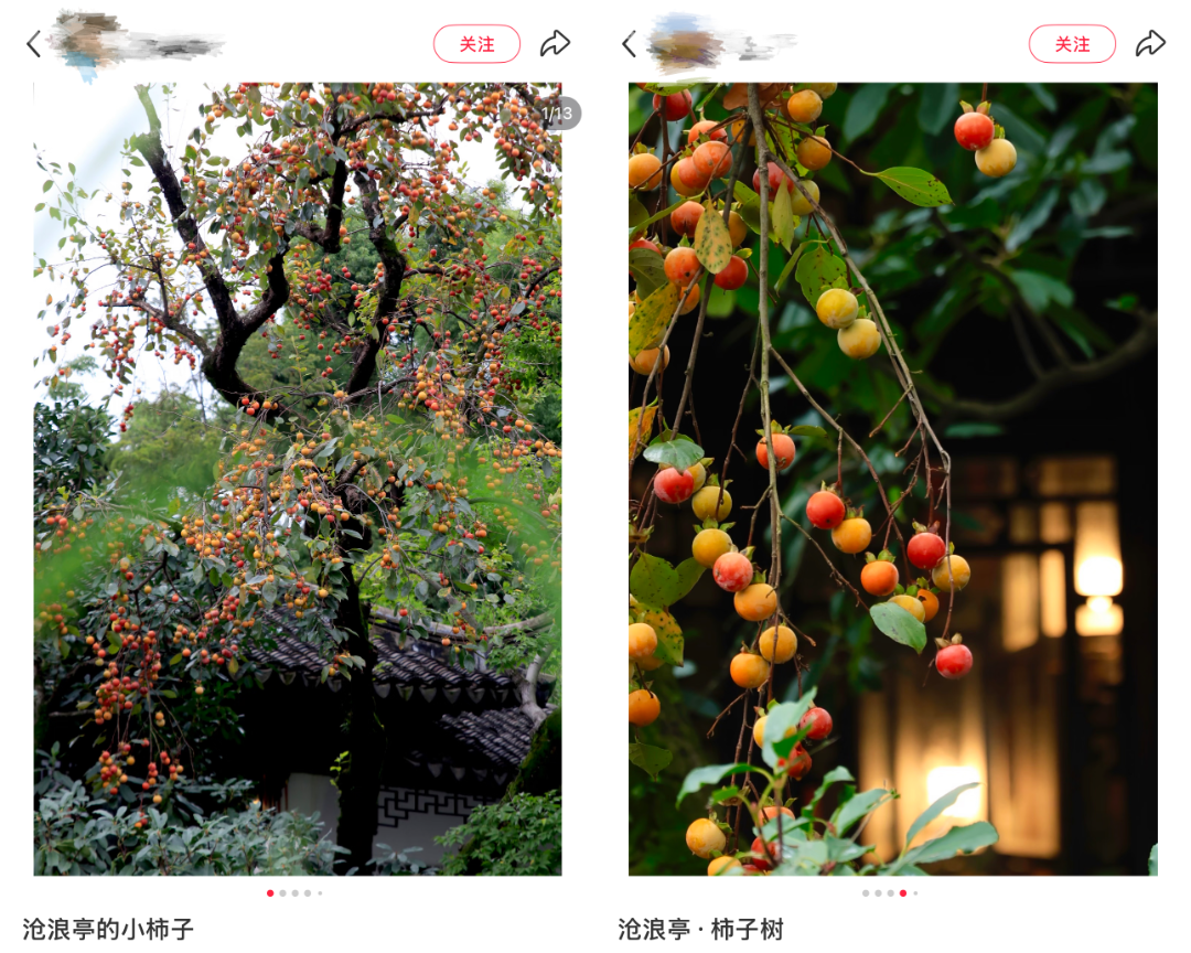 苏博柿子树_副本.png