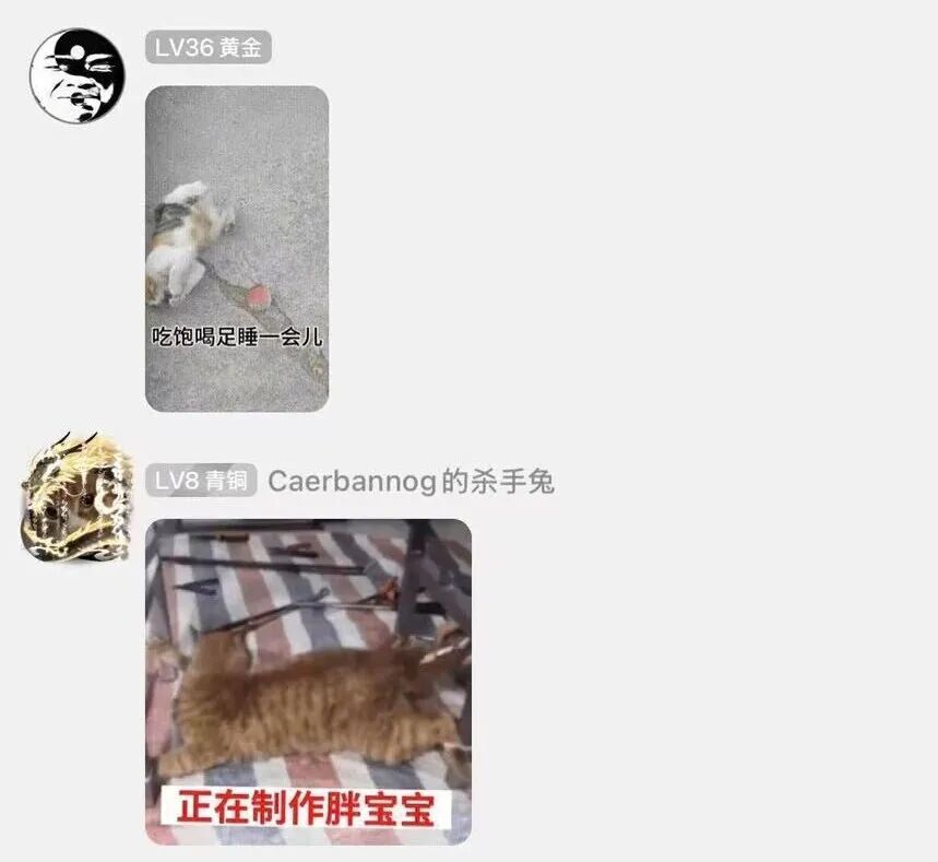通过虐猫照片制作表情包玩梗