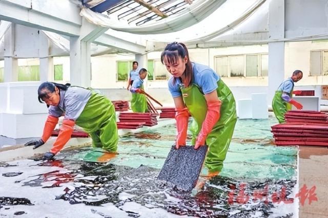 工作人员捞取海带育苗器。