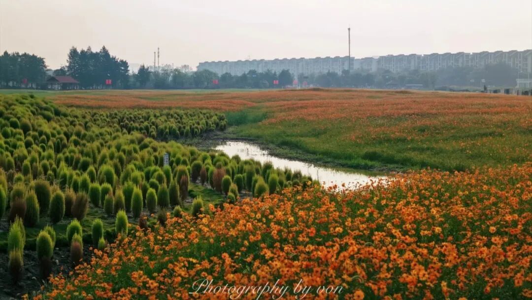 国庆湘湖|地肤草花海邂逅秋日晨光_4_von的影像实验室_来自小红书网页版.jpg