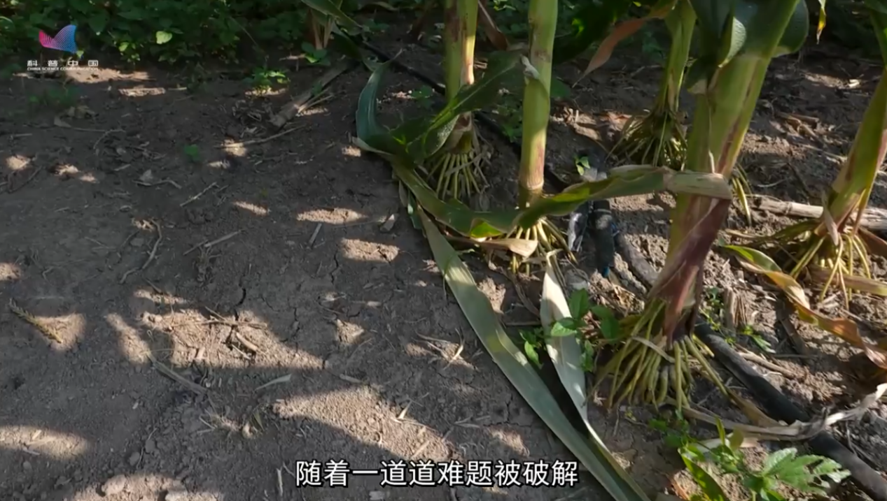 全国粮食安全宣传周|玉米“吨粮田”里的科技密码