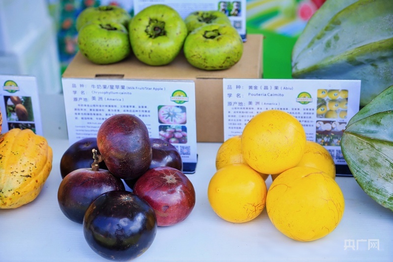 现场展示的热带水果(央广网记者 付美斌 摄)