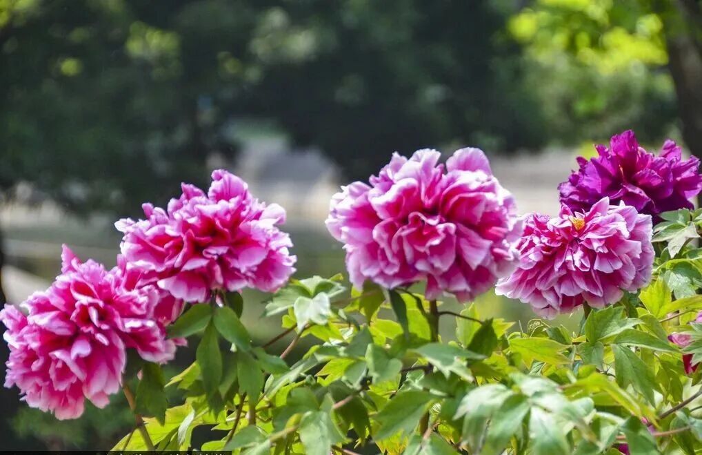 牡丹科技文化展在国家植物园南园举行