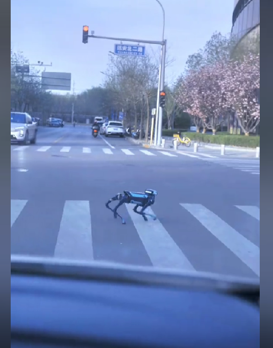 外卖小哥看完后背发凉！高德机器狗首度现身街头：过马路等红绿灯 会自己买奶茶