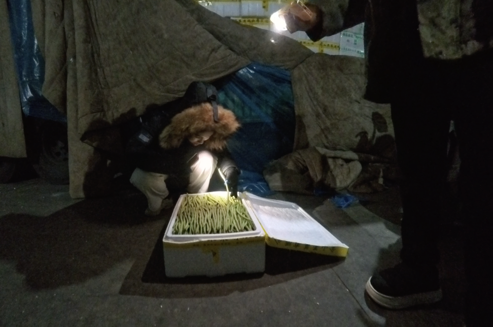 2月7日，卢鑫在河北省高碑店市的首衡高碑店国际农产品交易中心蔬菜交易区的一家豆角商户摊位前查看菜品。新华社记者杨帆 摄