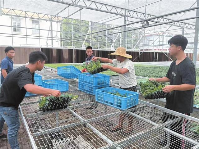农户领取青瓜苗。