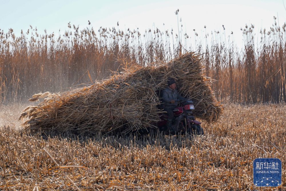 ↑ 在新疆和田地区墨玉县扎瓦镇，当地农民运送收割的芦苇（1月10日摄）。