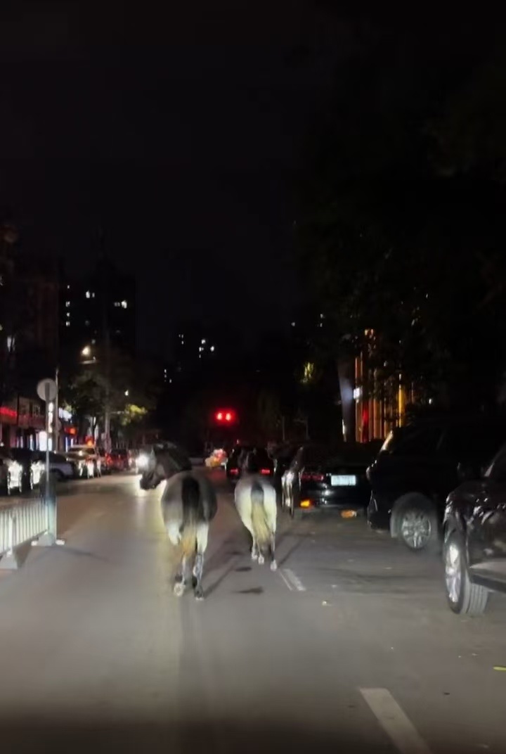 两匹马在马路上跑(视频截图)