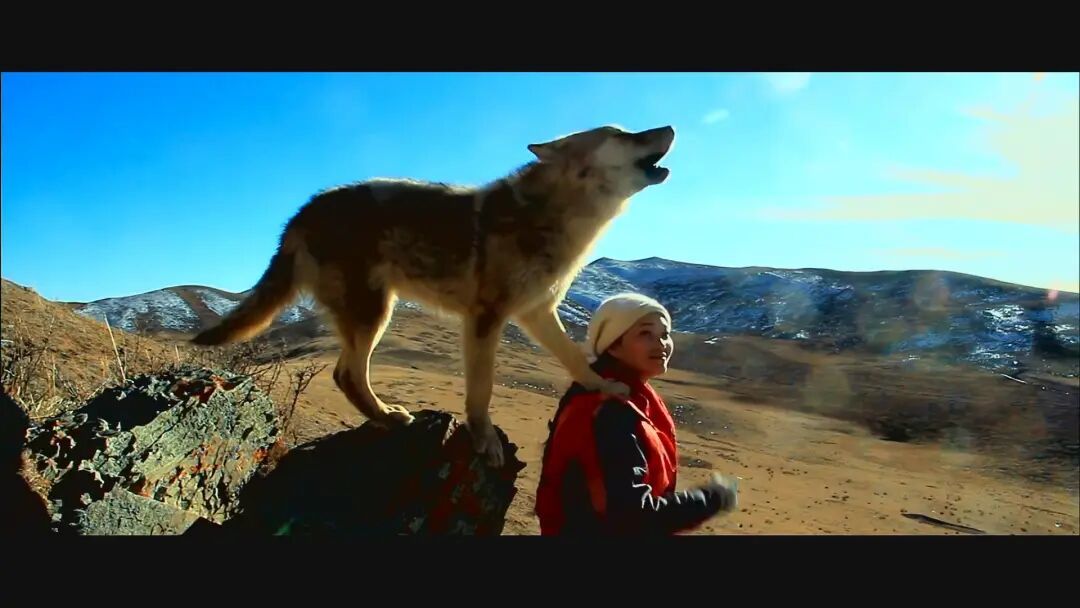 《重返狼群》剧照