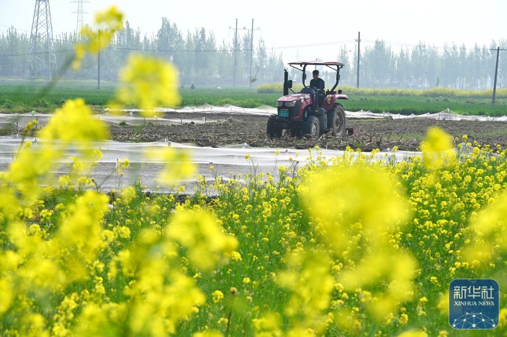 ↑ 4月12日,河南省开封市龙亭区北郊乡石砦村农民在耕地,准备播种玉米。新华社发(李俊生摄)