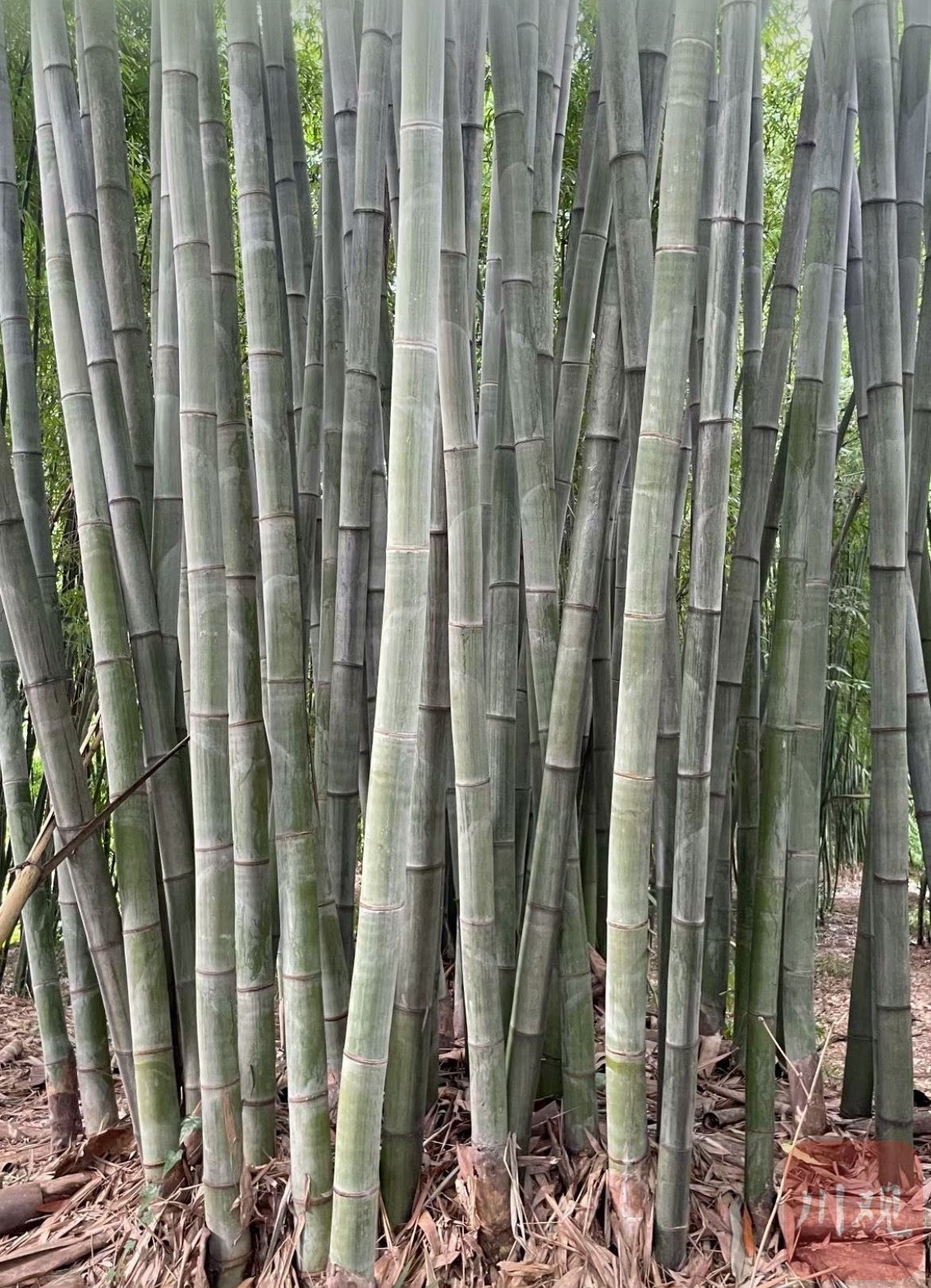 沐川县种植的竹子。杨权 摄