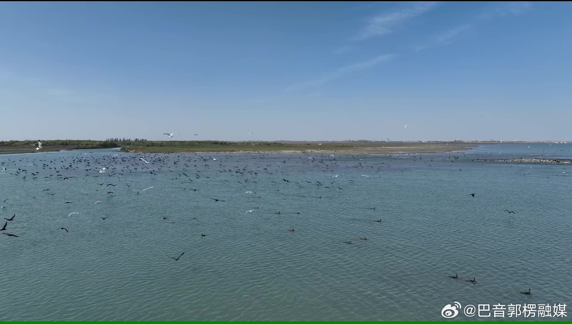 【新疆博斯腾湖迎来候鸟迁徙高峰 数万水鸟翔集湖面】眼下正值秋季候鸟南