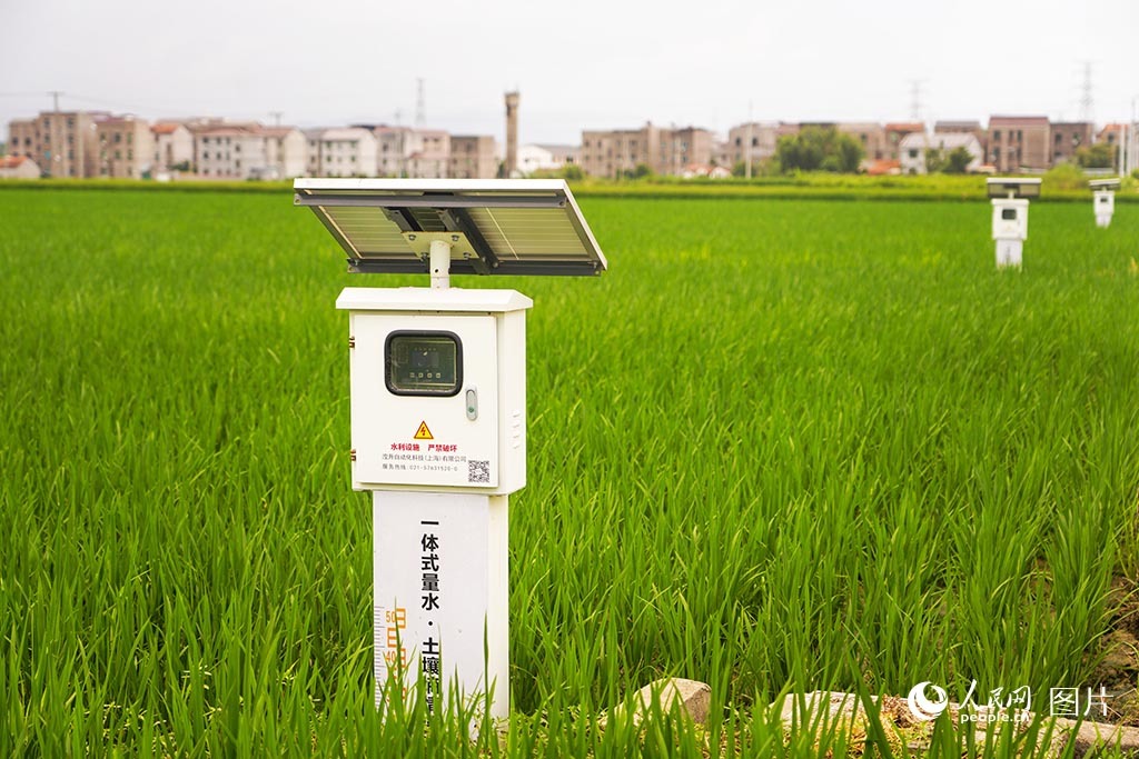8月20日,浙江省嵊州市高标准农田内,土壤墒情水尺一体化设备助力精准灌溉。人民网 章勇涛摄