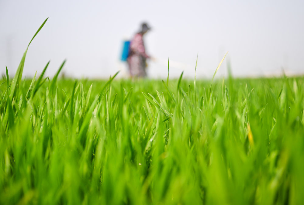 2026年3月20日，在河南省商丘市夏邑县曹集街道刘枣园村，村民在麦田内开展“一喷三防”作业。新华社发（王高超摄）