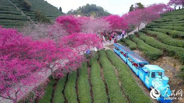 龙岩漳平樱花茶海间。人民网记者 李昌乾摄