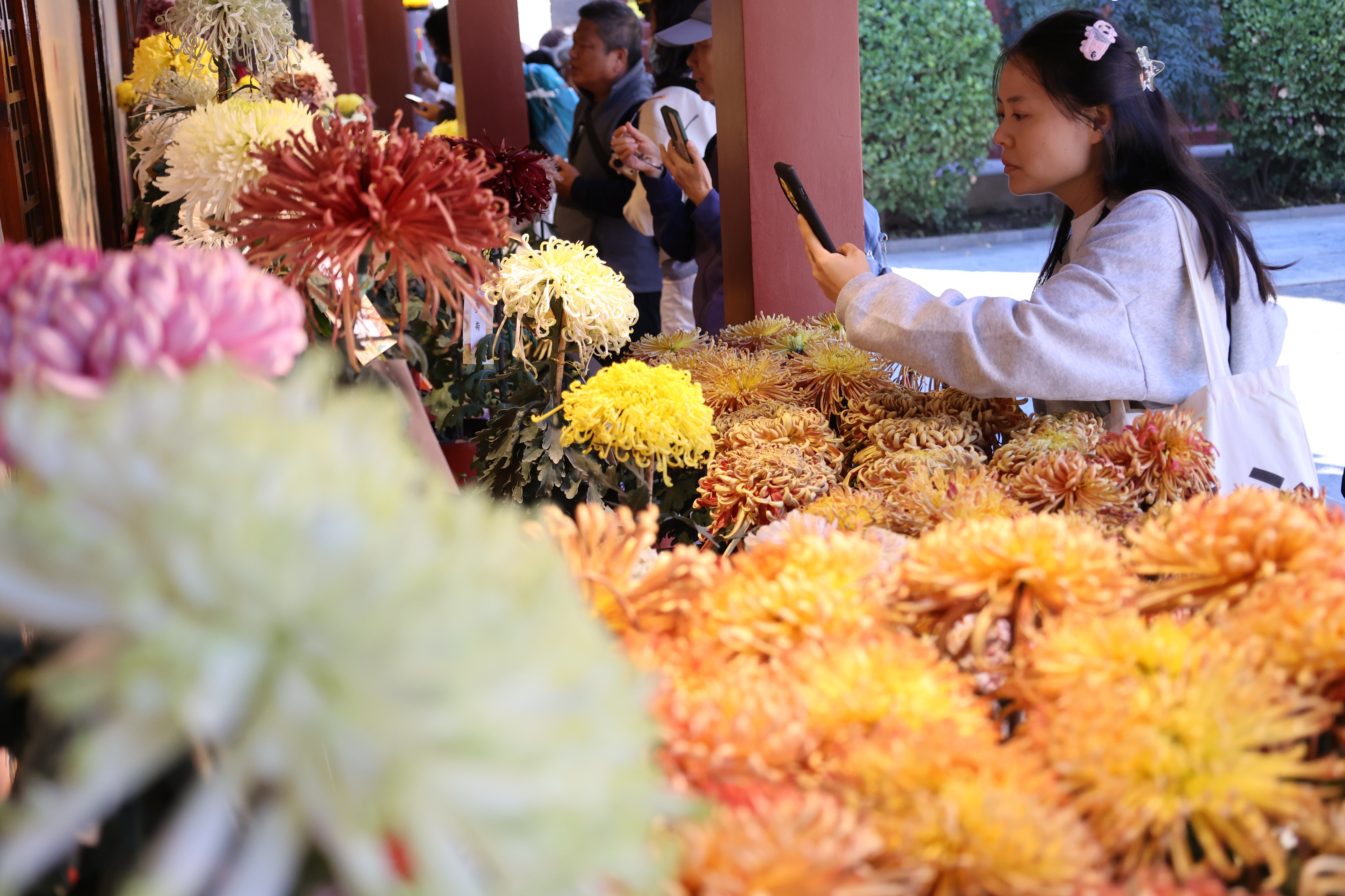 #金秋开封治愈感拉满# 【菊花开 引客来】#开封赏菊正当时##一城宋