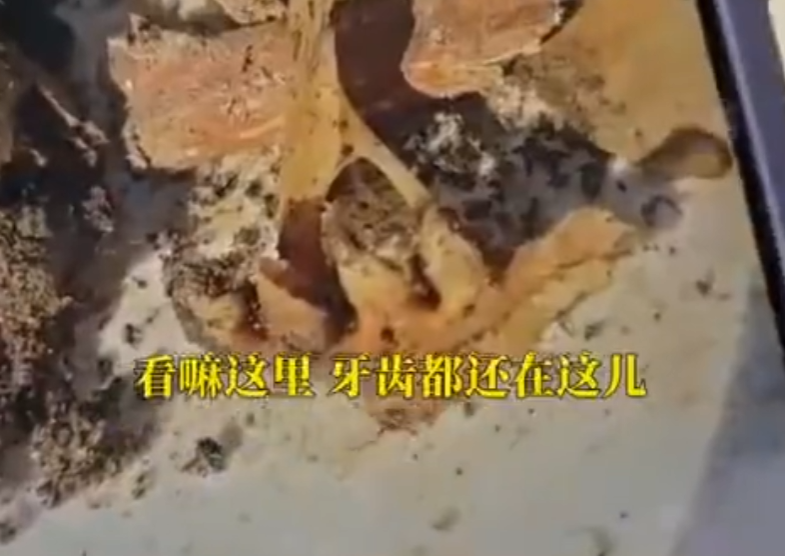 相关新闻视频截图