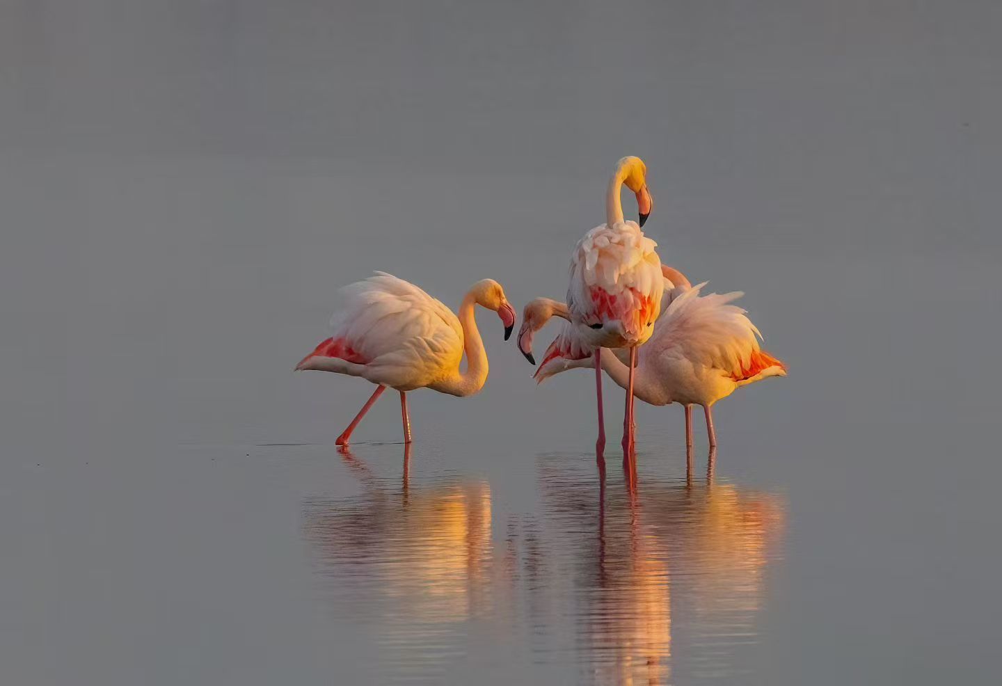 在运城市盐湖湿地，火烈鸟如约而至，为冬日盐湖勾勒出一幅灵动的生态画卷。