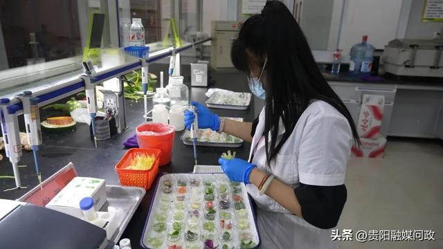 贵阳地利农产品物流园食用农产品快检中心工作人员正在进行检测