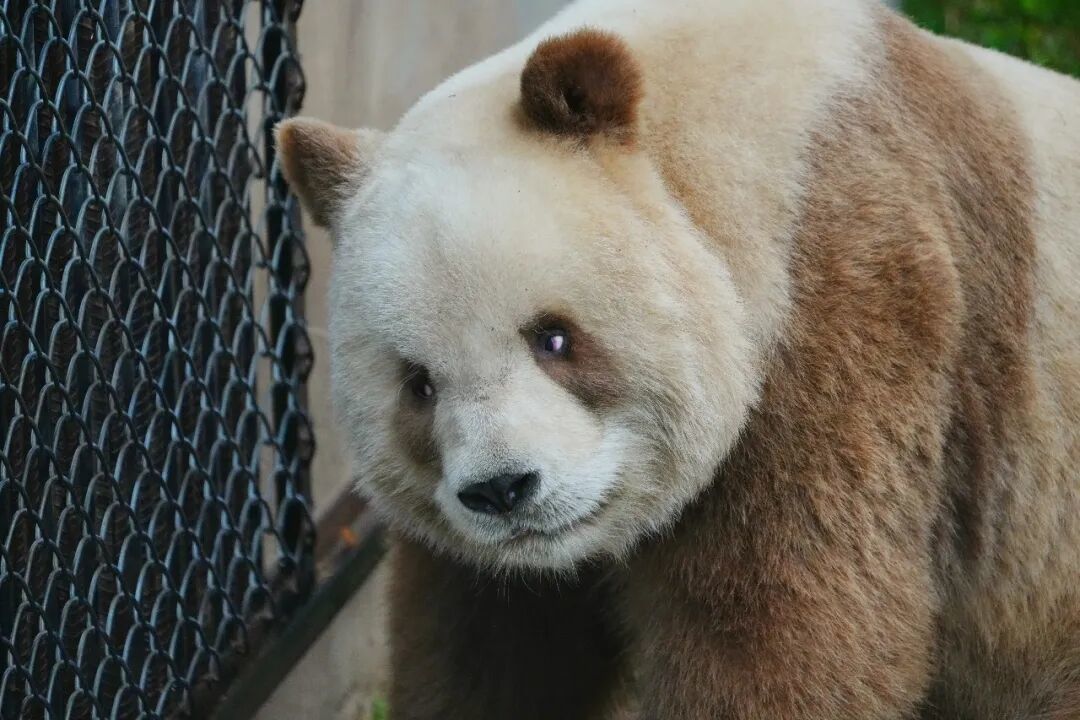 大熊猫七仔 图/中新社发 验逗龙摄