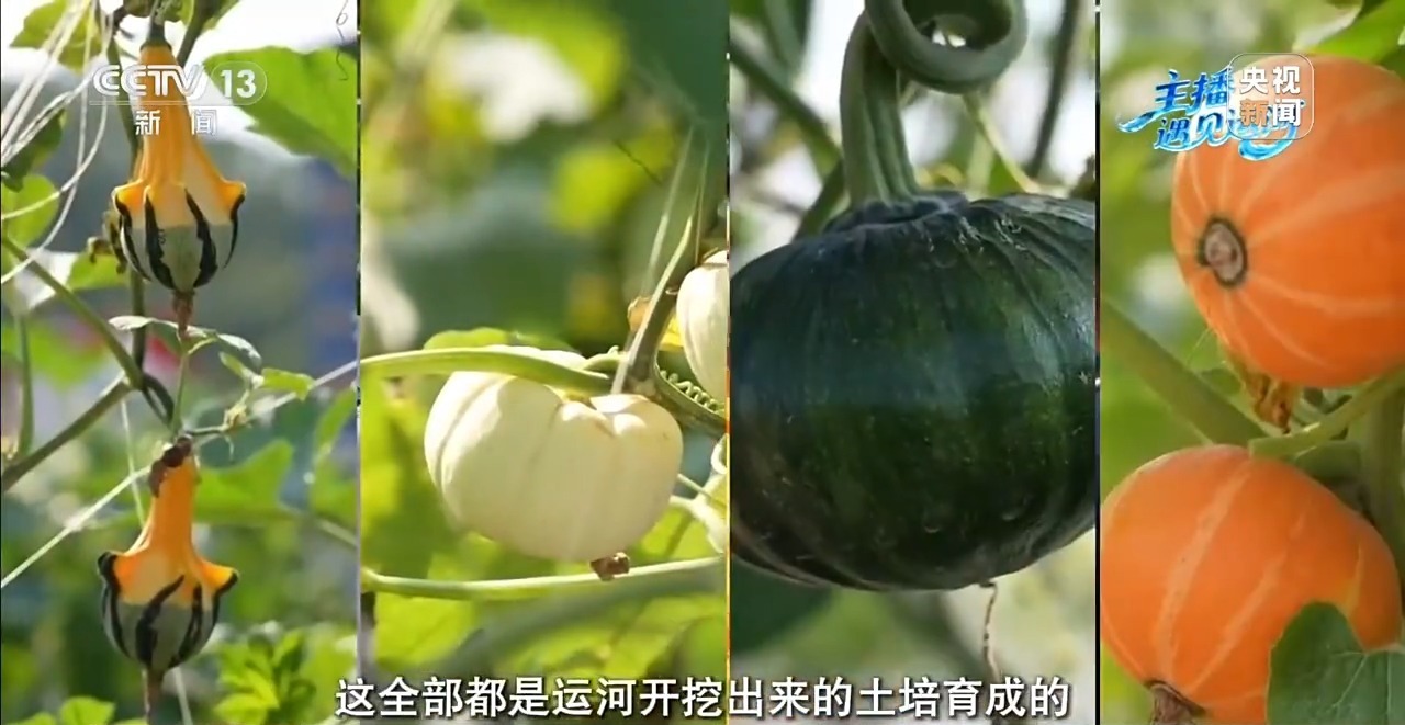 △运河开挖土培育的蔬菜