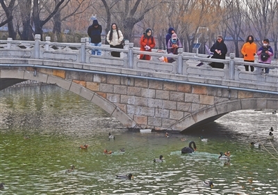 颐和园候鸟吸引市民观赏 摄影/本报记者 付丁