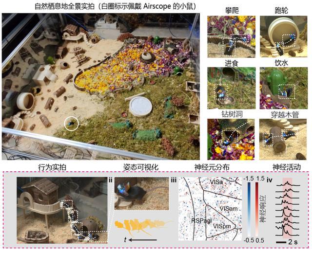 图 | 自然化栖息地中行为与神经活动的同步记录（来源：清华大学）