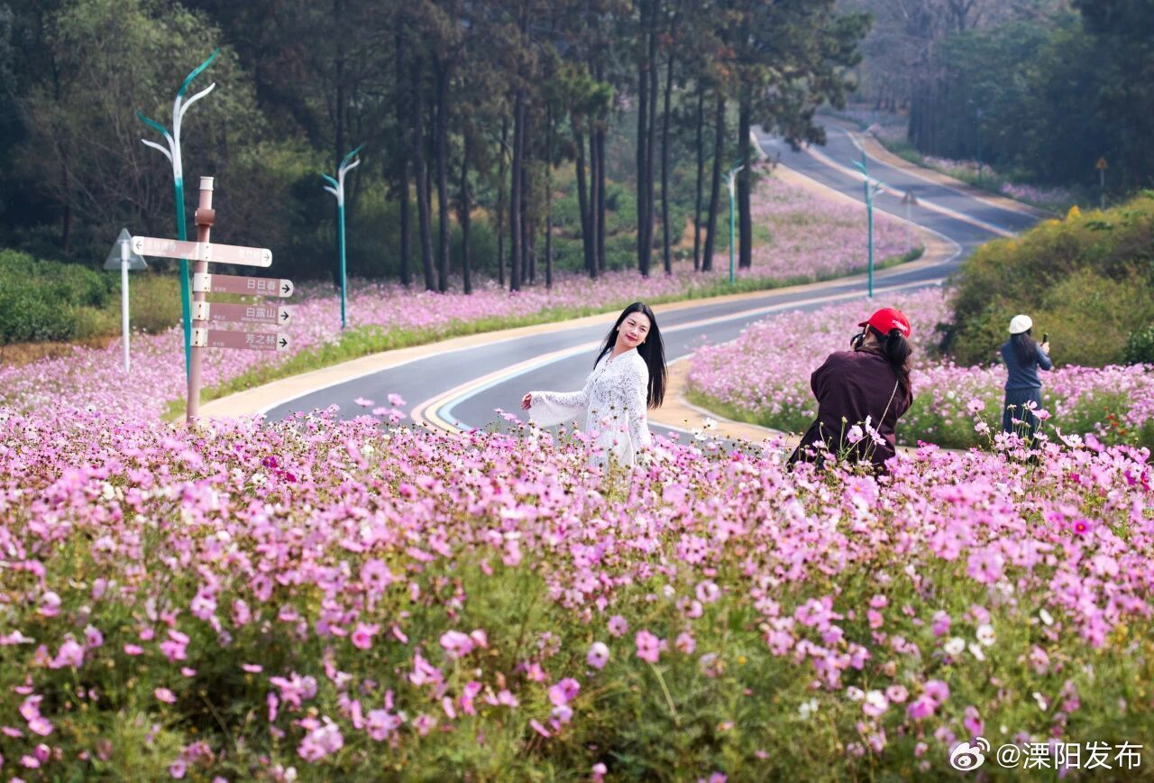曹山格桑花连片盛开引客来 近日，溧阳曹山旅游度假区格桑花海迎来最佳赏