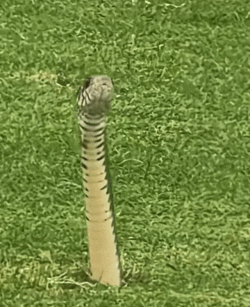 5.gif