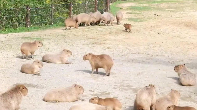 德岛动物园中的水豚 图/视频截图