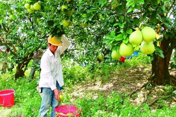 岛内果农采收文旦柚 图源：台媒报道配图