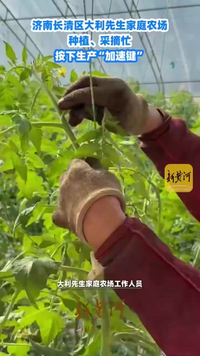 济南长清区大利先生家庭农场种植、采摘忙，按下生产“加速键”