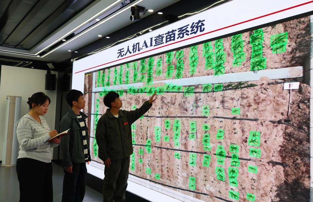 在北大荒集团黑龙江红星农场有限公司,工作人员对无人机AI田间苗情查验结果进行分析研讨(2026年6月3日摄)。新华社发(张洪溪摄)
