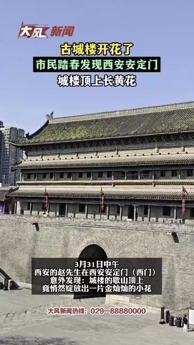古城楼开花了 市民踏春发现西安安定门 城楼顶上长黄花