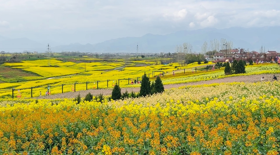 汉台区皇塘水乡的油菜花海(央广网发 实习记者李梓萌摄)