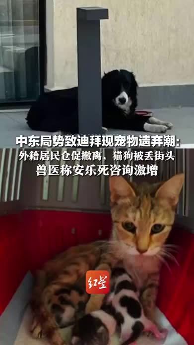 “如果你不收留就只能扔掉”，中东局势致迪拜现宠物遗弃潮：外籍居民仓促撤离，猫狗被丢街头  兽医称安乐死咨询激增