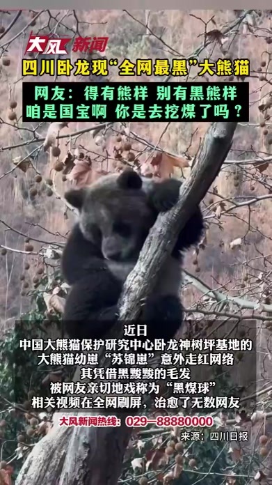 #四川卧龙现“全网最黑”大熊猫 网友：得有熊样 别有黑熊样 咱是国宝啊 你是去挖煤了吗？#大熊猫