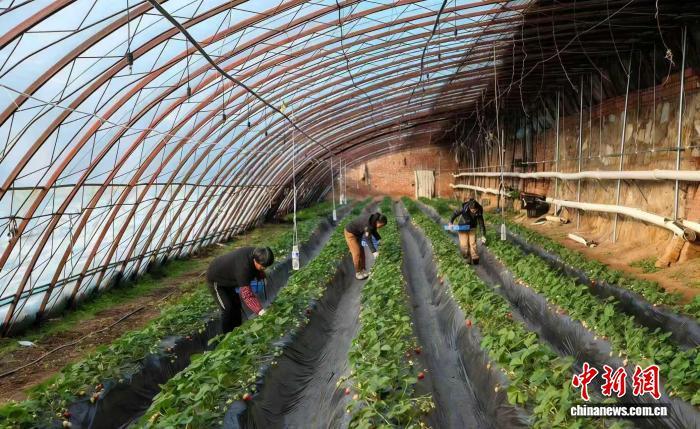 山西晋城高平市米山镇侯家庄村璟禾草莓采摘园的温室大棚里，村民们穿梭在田垄间，轻轻采摘成熟的草莓。冯甘霖 摄