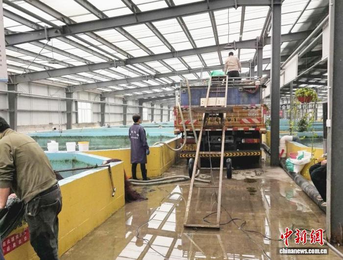 工人将捕捞上来的活鱼转运上车。杨景丽 摄