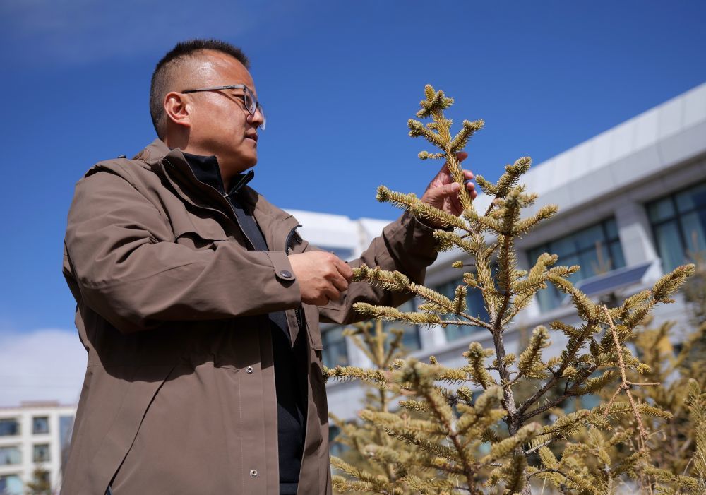 扎西查看树木长势。新华社记者 周昱龙 摄