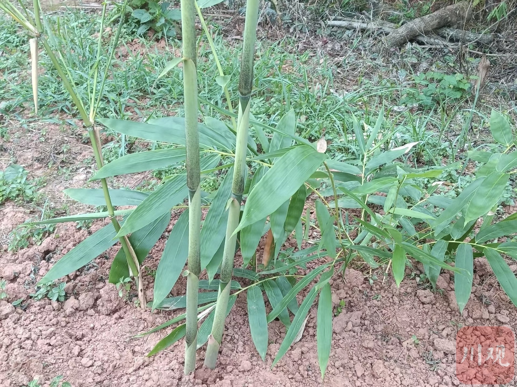 沐川县种植的竹子。杨权 摄